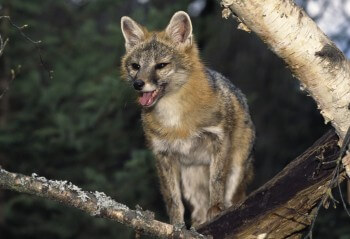 Rusé le renard ?