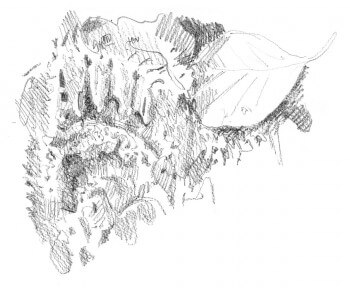 dessin d'empreinte de blaireau