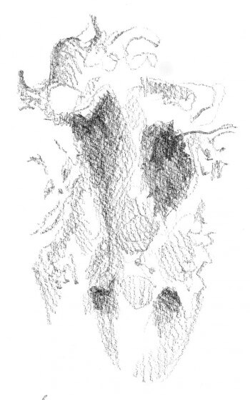 dessin d'empreinte de chevreuil
