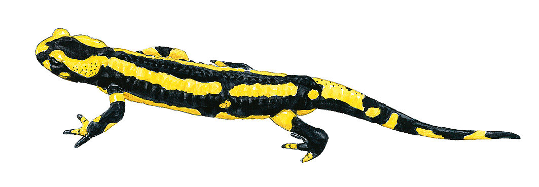 Les différents tritons - La Salamandre