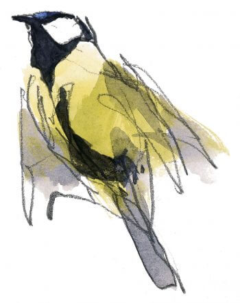 Le chant de bataille de la mésange charbonnière