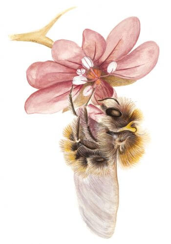 osmie dalmate géranium dessin