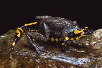 Mariages survoltés chez les grenouilles - La Salamandre Un mâle grenouille rousse agrippé à une salamandre reproduction couple