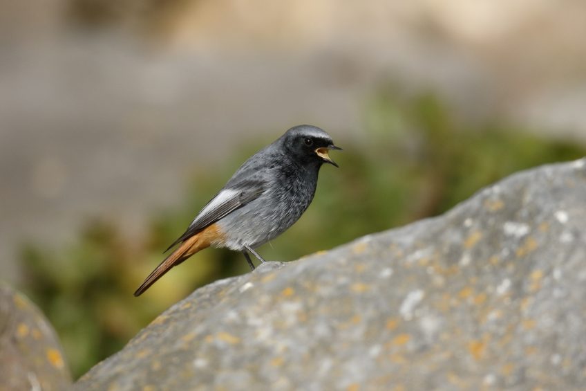 Chants D Oiseaux Le On La Salamandre