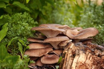 Les champignons peuvent être des alliés des jardiniers La Salamandre