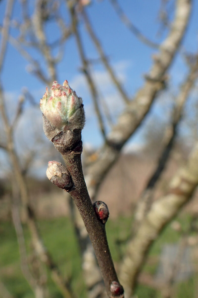 Comment Greffer Un Arbre Fruitier La Salamandre