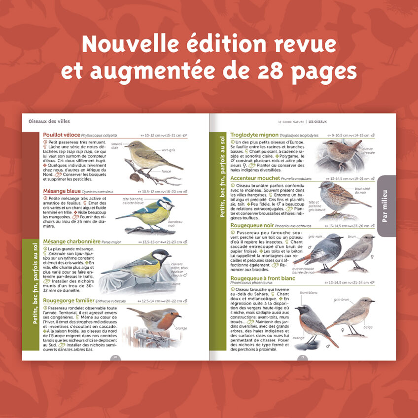 Reconnaître les plumes et les nids d oiseaux La Salamandre