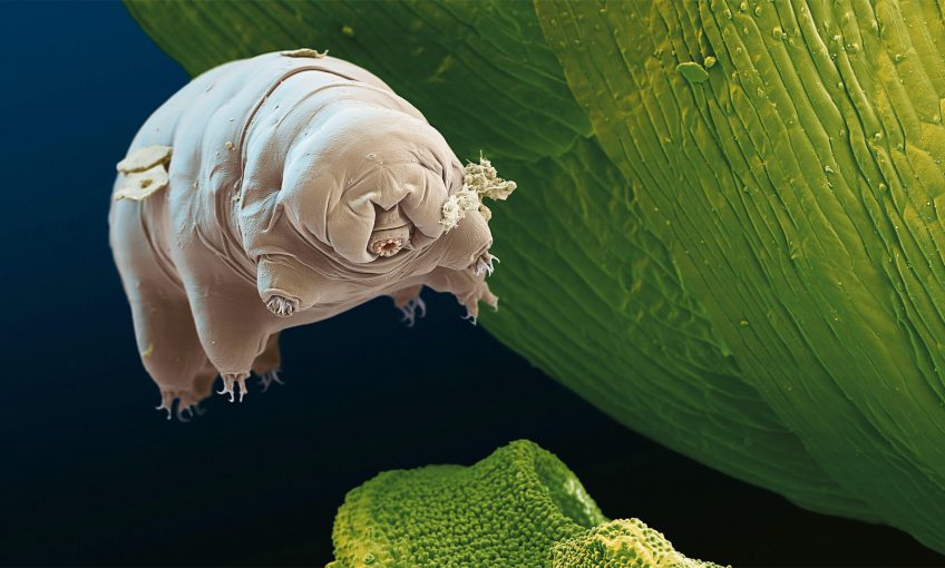 Les tardigrades à la conquête pacifique du monde