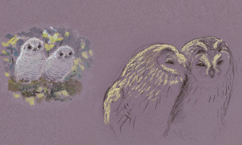 La vie de famille des chouettes hulottes dessin
