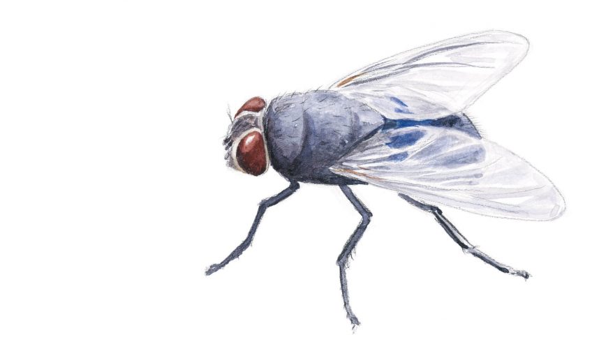 Mouche bleue