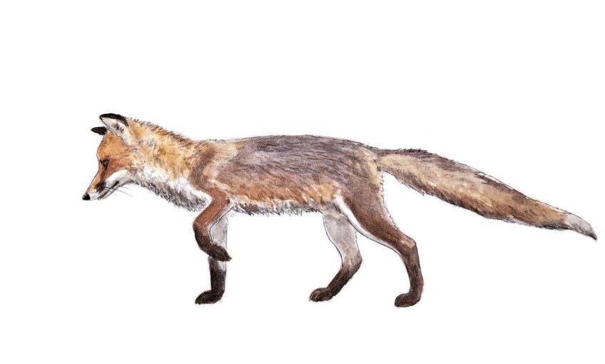 Renard roux