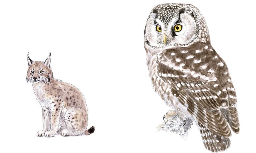 Chouette de Tengmalm et Lynx boréal