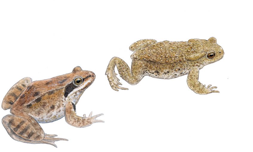 Grenouille rousse et crapaud commun
