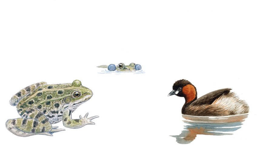 Grenouille rieuse et grèbe castagneux
