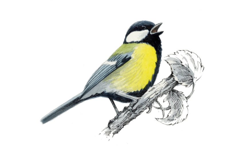 Mésange charbonnière