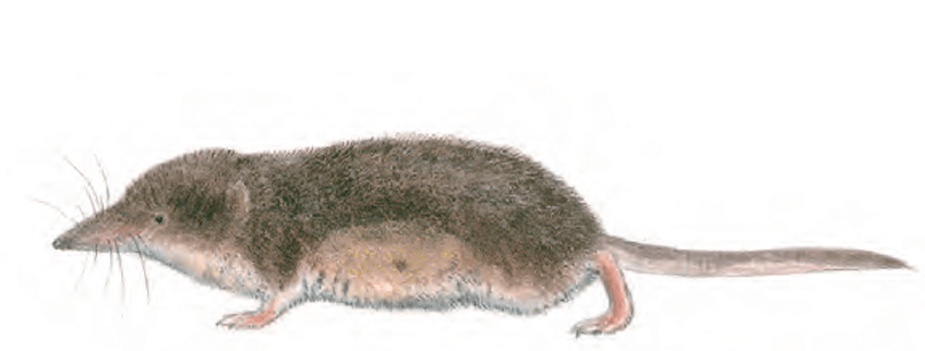 Musaraigne