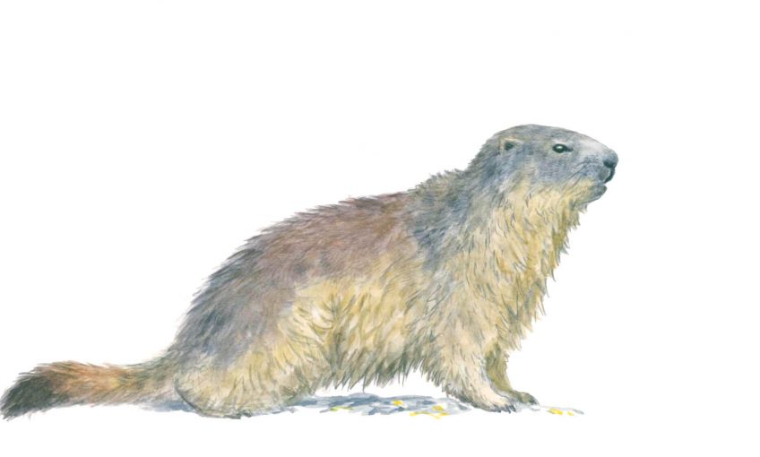 Marmotte des Alpes