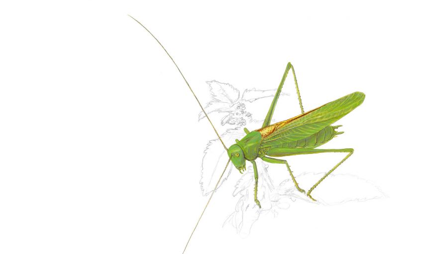 Grande sauterelle verte