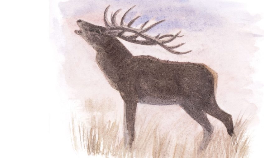 Cerf élaphe durant le brame