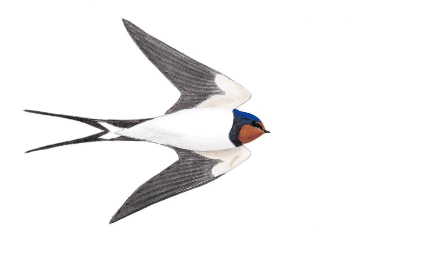 Hirondelle rustiquer