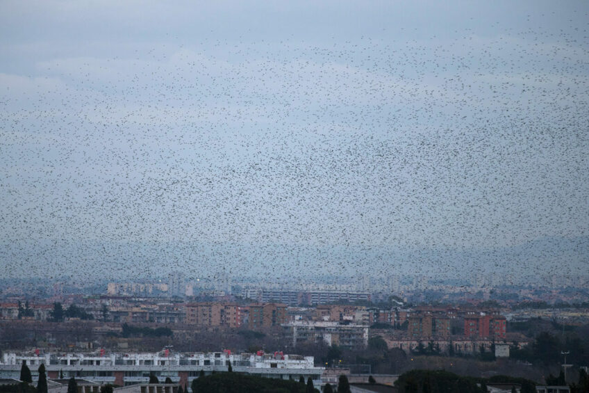 un oiseau qui vole