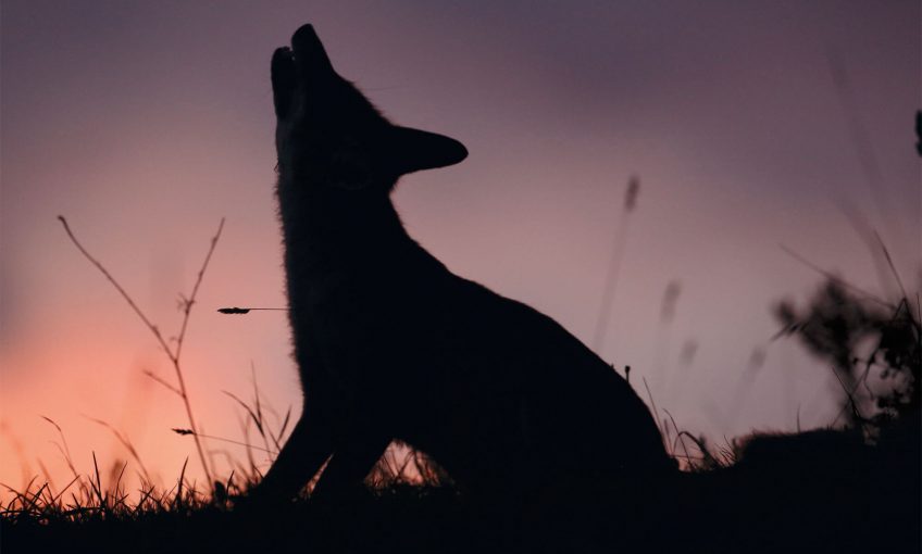 Renard, es-tu nocturne ?