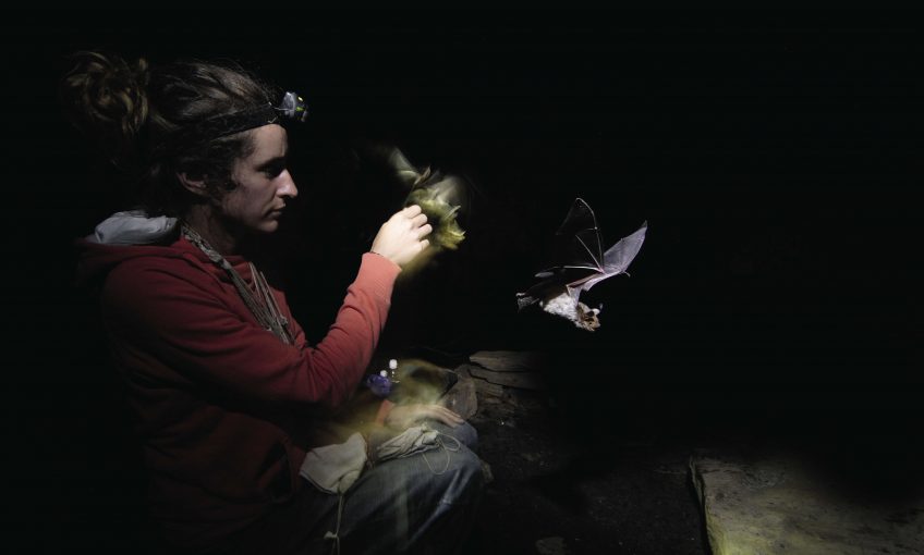 La conservation des chauves-souris en France