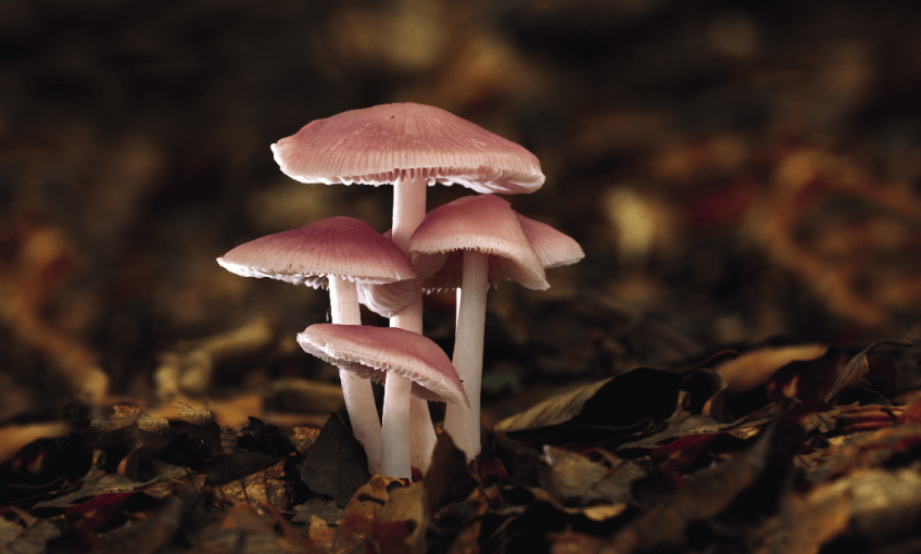 Champignons en automne