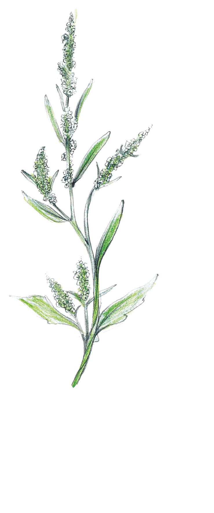 Chénopode sur compost