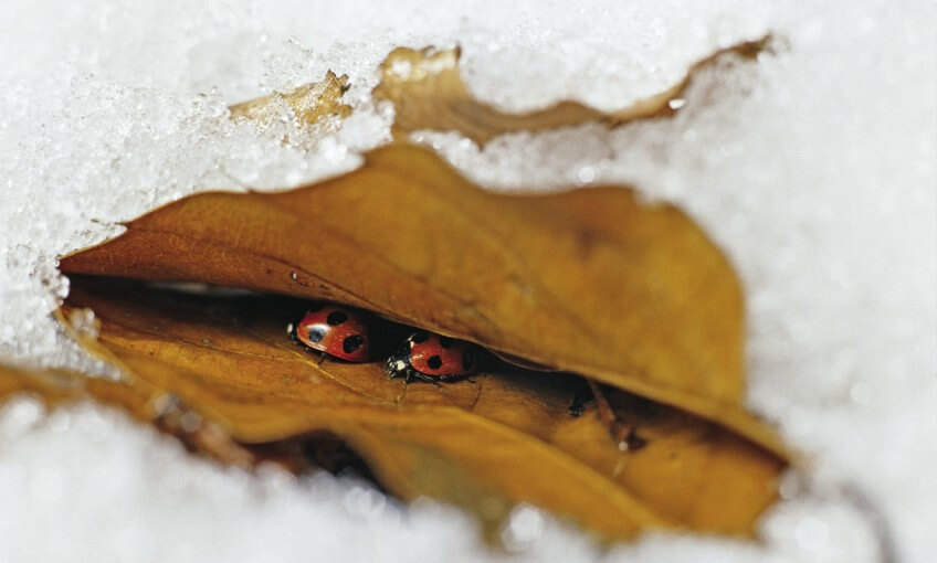 Pourquoi les insectes disparaissent-ils en hiver ?