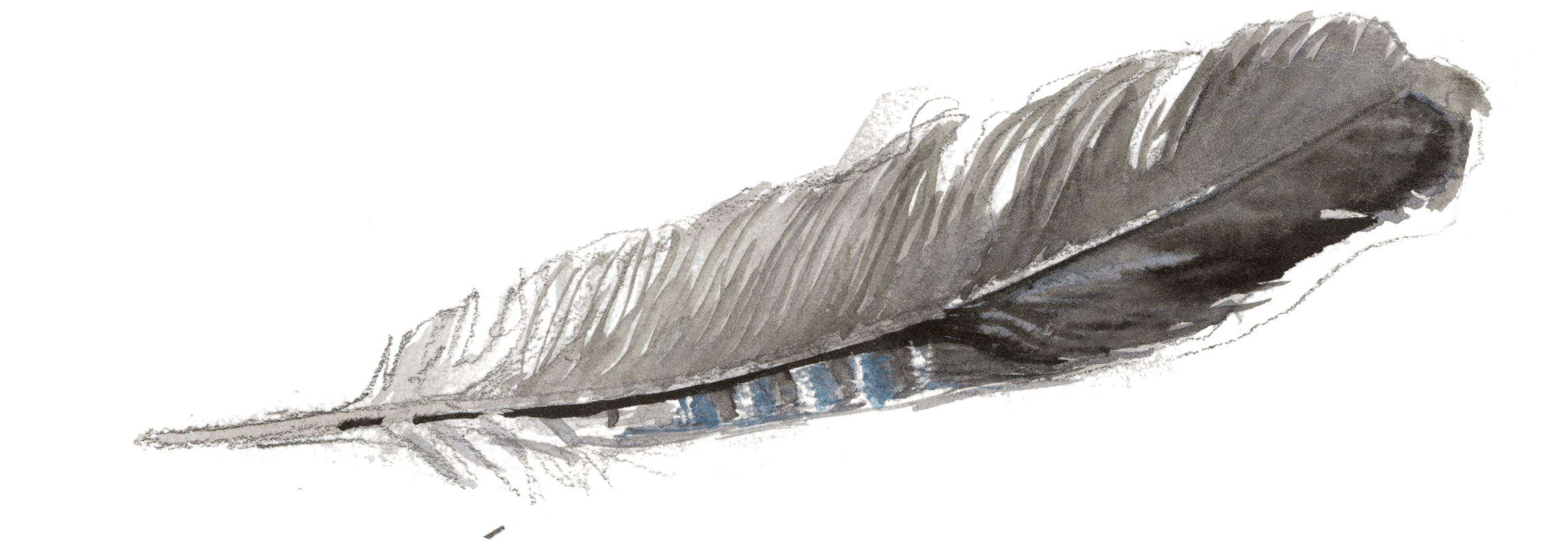 Plume de geai
