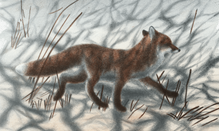 Le renard, la nuit et Jacques Rime