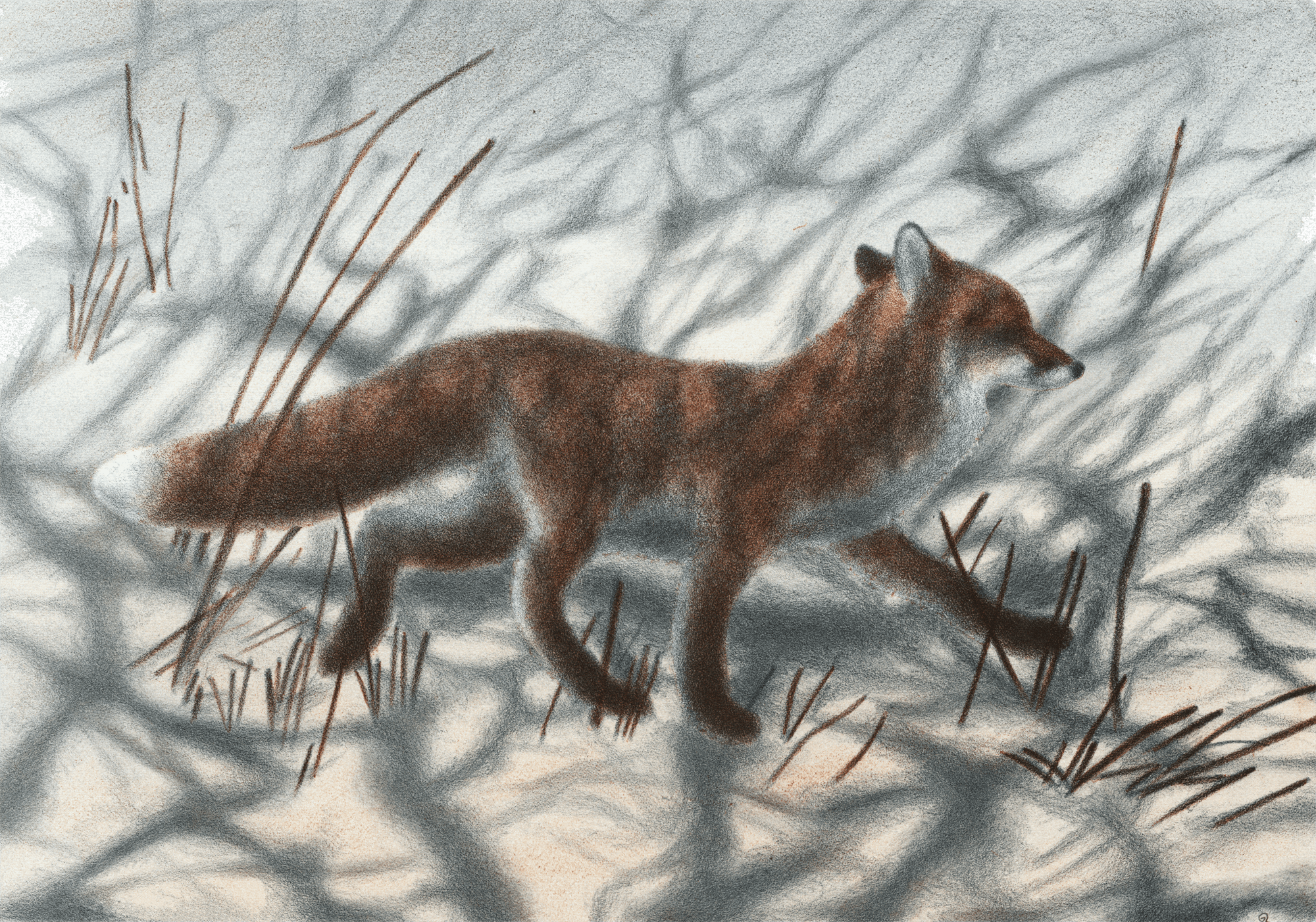 Le renard, la nuit et Jacques Rime