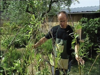 Construire une cabane en saule