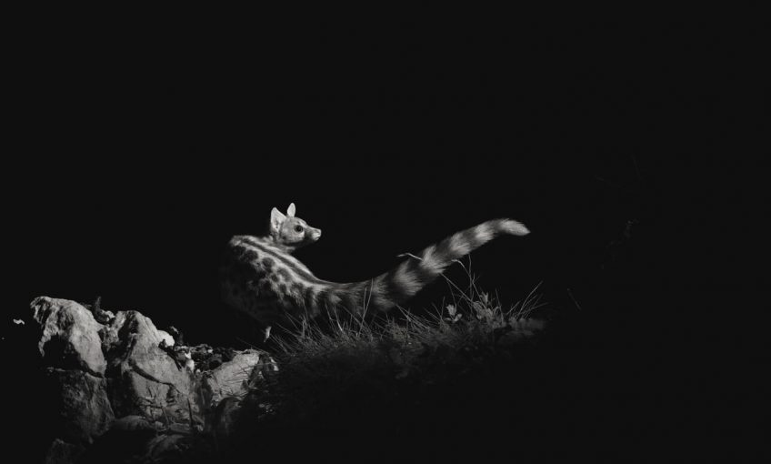 Les bêtes de la nuit