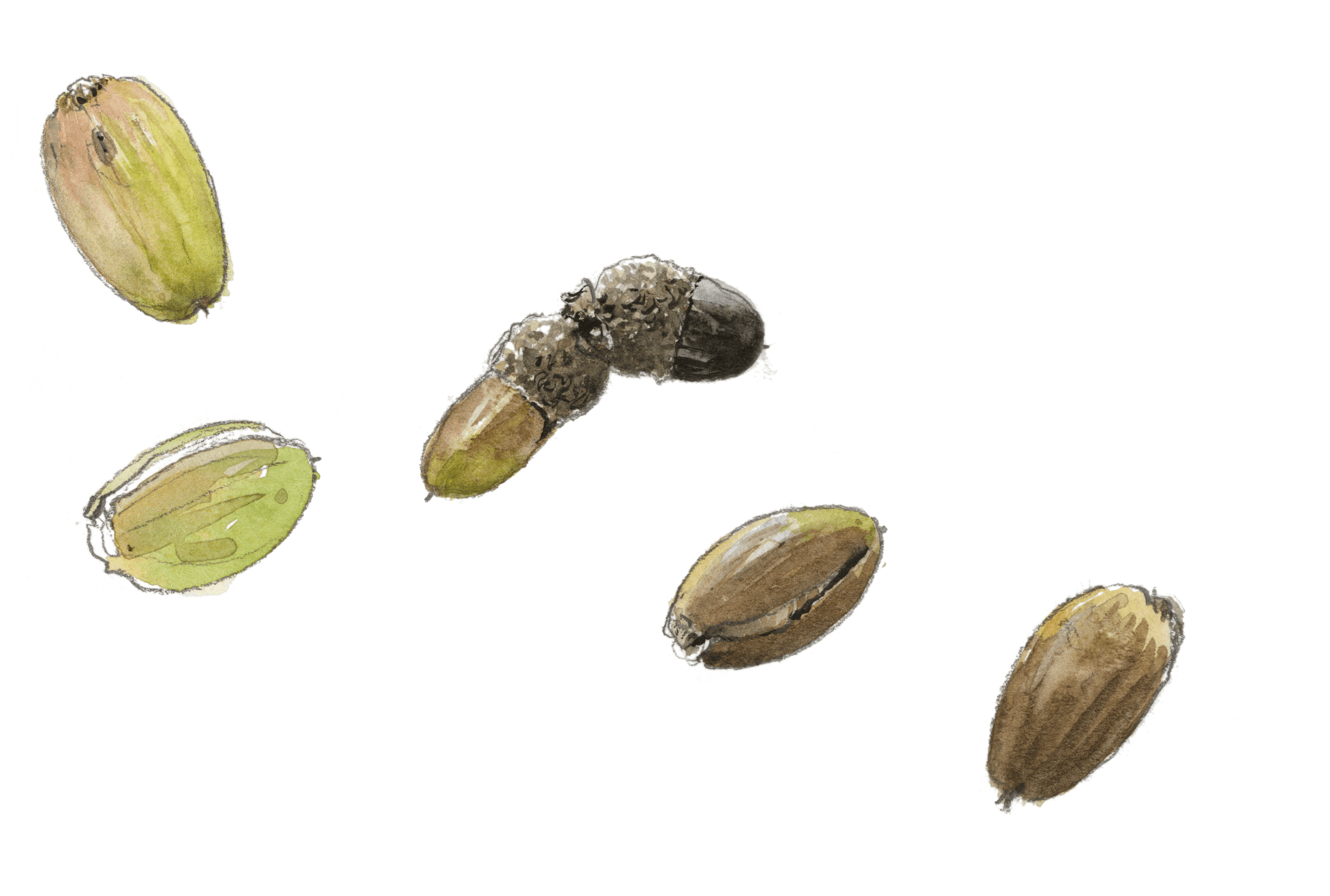 Glands de chêne
