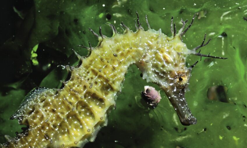 Hippocampe moucheté, un des hippocampes vivant en France