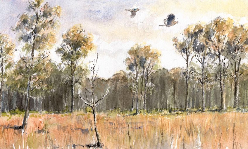 Geais des chênes en forêt