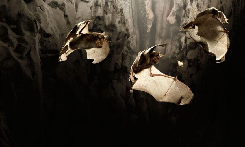 Le vol à main armée des chauves-souris