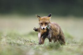photo renard roux chasse / © Fabrice Cahez