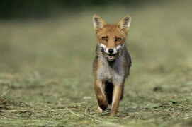 photo renard roux chasse / © Fabrice Cahez