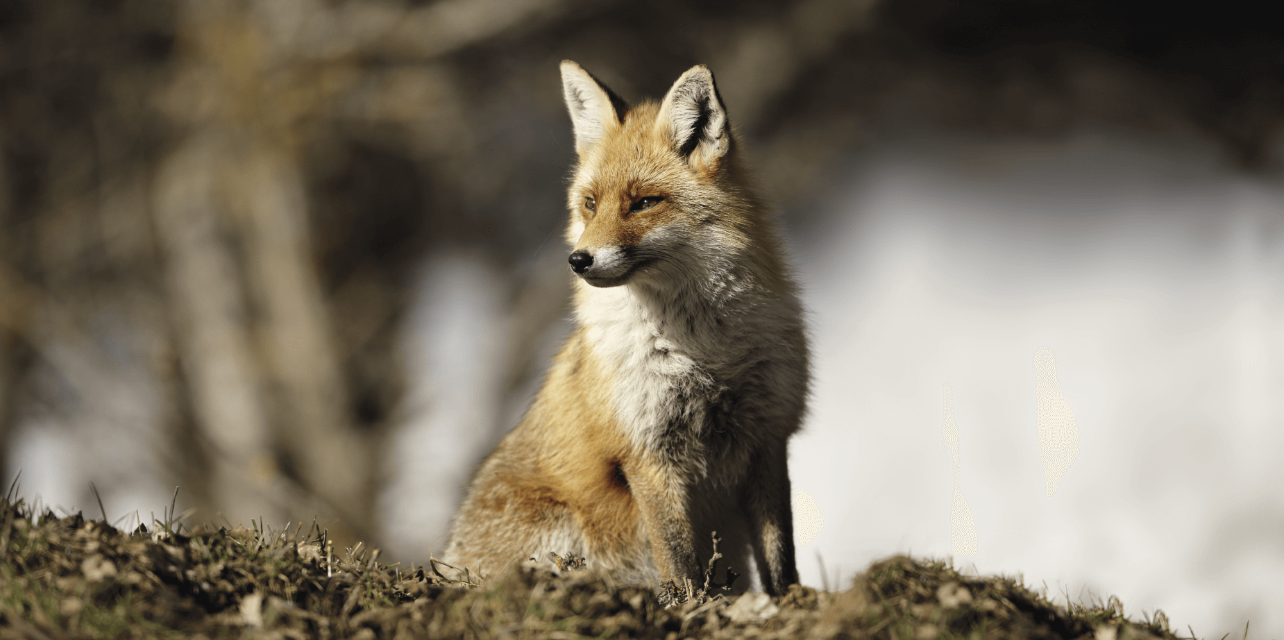 Qui es-tu Renard ?