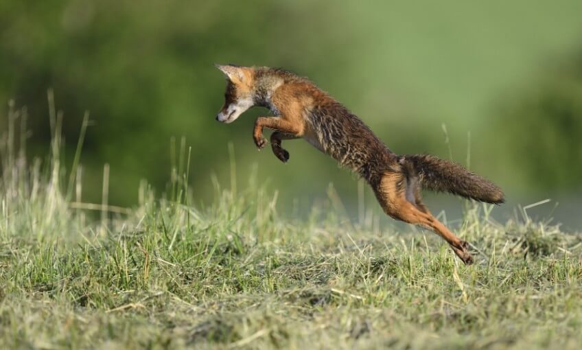 Le renard est-il un voleur ?