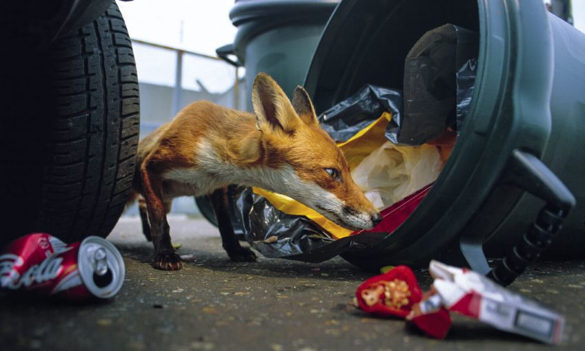 Le renard est aussi un citadin