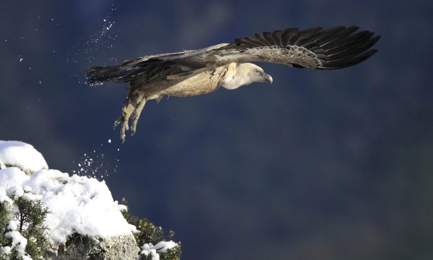 Le retour des vautours dans le Verdon