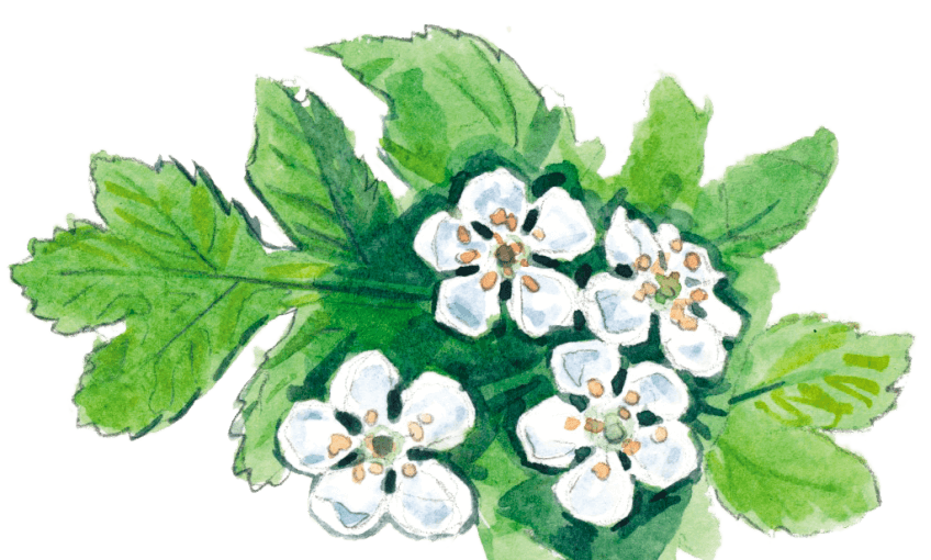 Les charmes cachés de l'épineuse aubépine