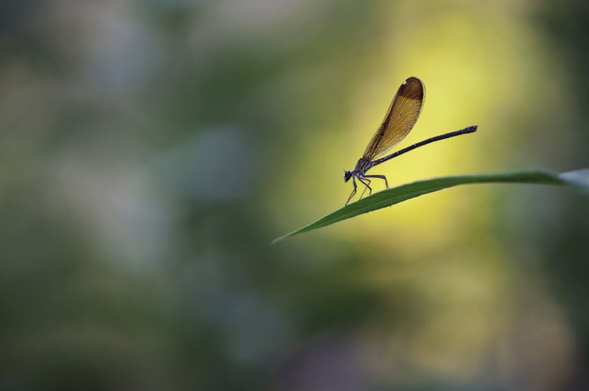 libellule - Caloptérix hémorroïdal