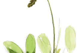 Carex comosa / ©  Jérôme Gremaud