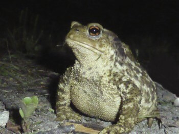 Bricolez vos jumelles pour observer les petits animaux la nuit
