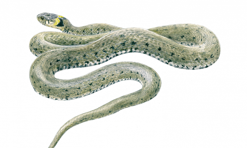 Et si vous tentiez d'observer un serpent ?